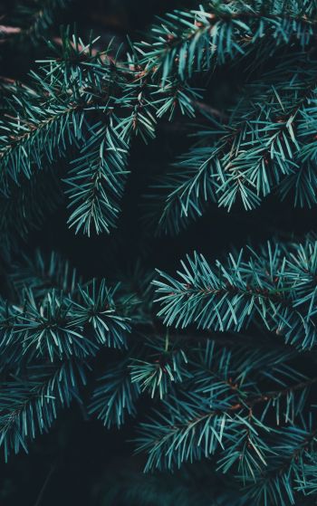pine, christmas, green Wallpaper 1752x2800