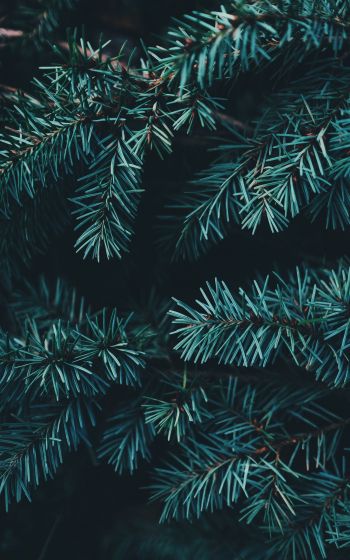 pine, christmas, green Wallpaper 800x1280