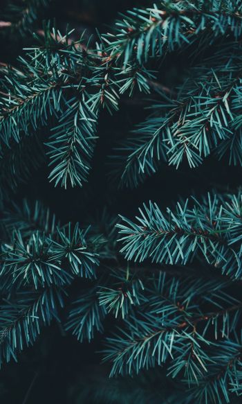 pine, christmas, green Wallpaper 1200x2000