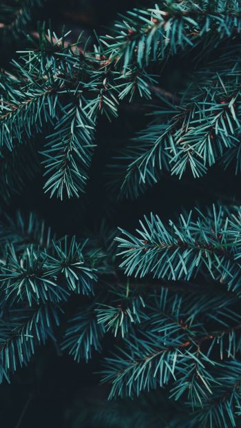 pine, christmas, green Wallpaper 640x1136