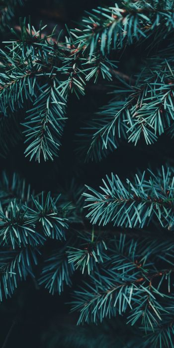 pine, christmas, green Wallpaper 720x1440