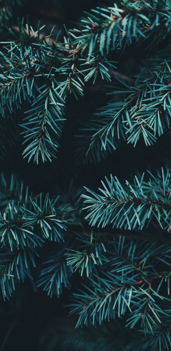 pine, christmas, green Wallpaper 1440x2960