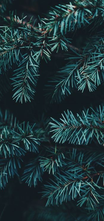 pine, christmas, green Wallpaper 1440x3040