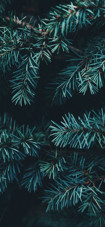 pine, christmas, green Wallpaper 1170x2532