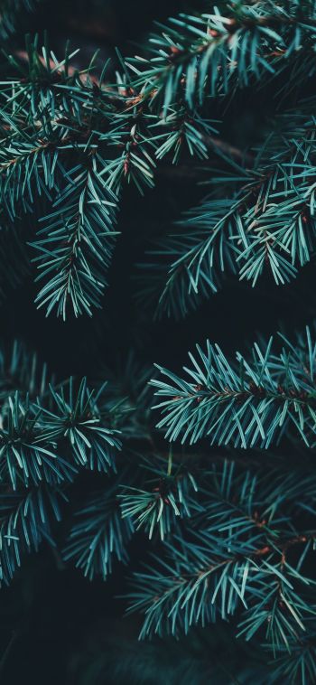 pine, christmas, green Wallpaper 1080x2340