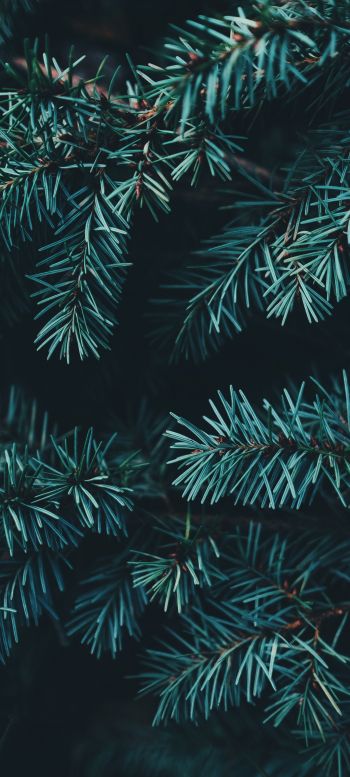 pine, christmas, green Wallpaper 1440x3200