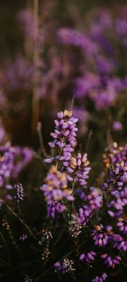 lilac wildflowers Wallpaper 720x1600