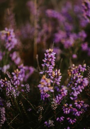 lilac wildflowers Wallpaper 1668x2388