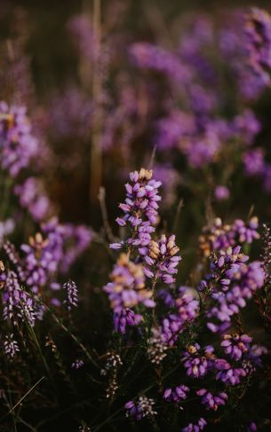 lilac wildflowers Wallpaper 1752x2800