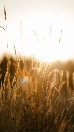 sunset in the field Wallpaper 640x1136