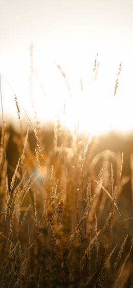 sunset in the field Wallpaper 1080x2340