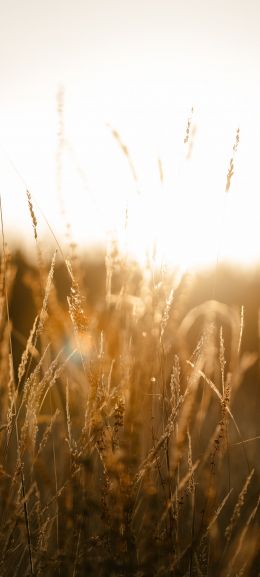 sunset in the field Wallpaper 720x1600