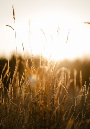 sunset in the field Wallpaper 1668x2388