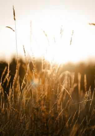 sunset in the field Wallpaper 1640x2360