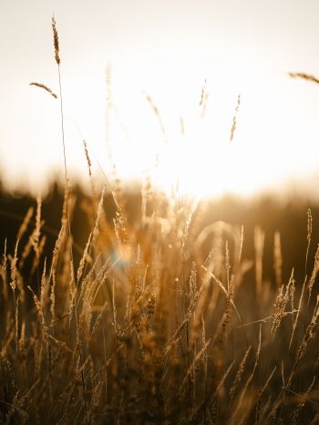 sunset in the field Wallpaper 1668x2224