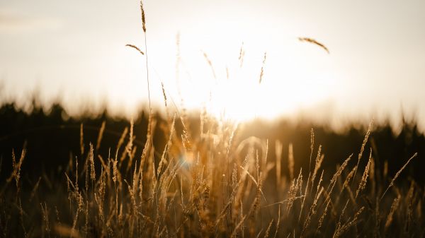 sunset in the field Wallpaper 1366x768
