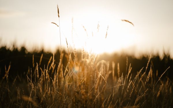 sunset in the field Wallpaper 2560x1600