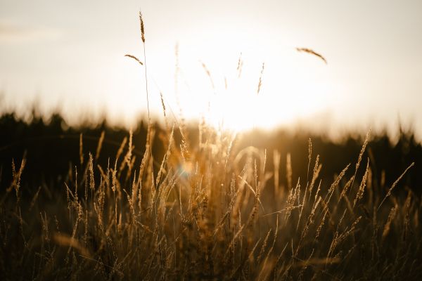 sunset in the field Wallpaper 8256x5504