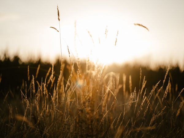 sunset in the field Wallpaper 1024x768