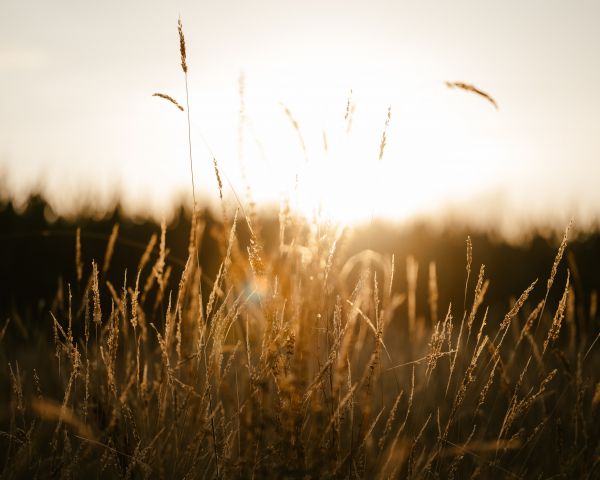 sunset in the field Wallpaper 1280x1024