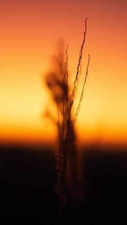 sunset, orange sky Wallpaper 640x1136