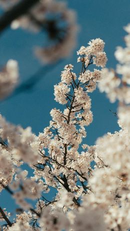 flowering tree Wallpaper 640x1136