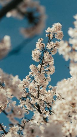 flowering tree Wallpaper 1080x1920
