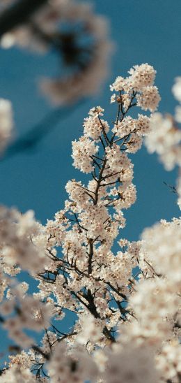 flowering tree Wallpaper 1080x2280