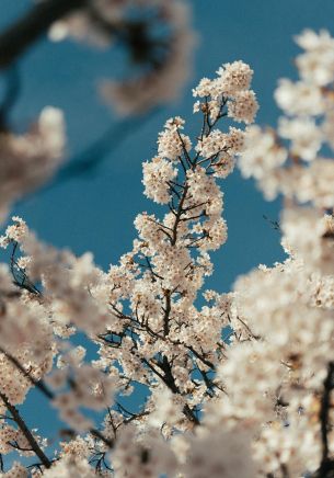 flowering tree Wallpaper 1668x2388