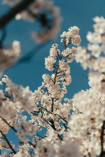 flowering tree Wallpaper 640x960