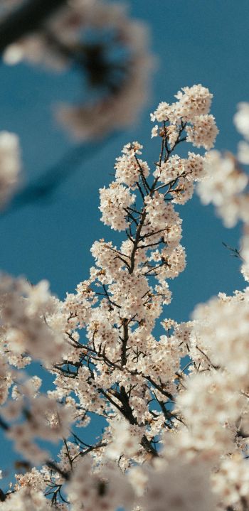 flowering tree Wallpaper 1080x2220