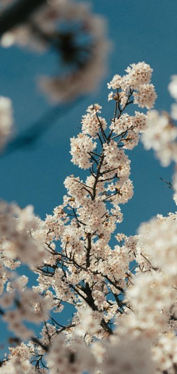 flowering tree Wallpaper 720x1520