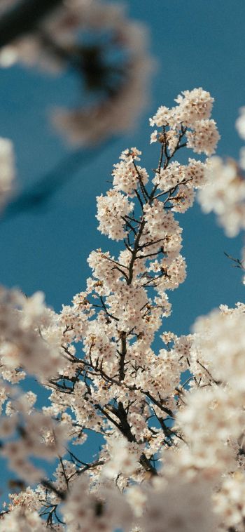 flowering tree Wallpaper 1080x2340