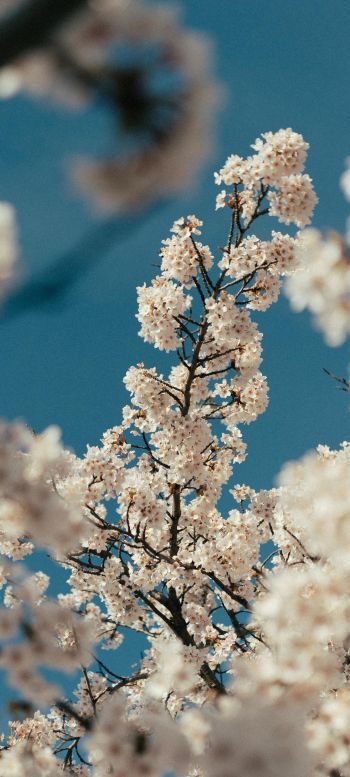 flowering tree Wallpaper 1440x3200