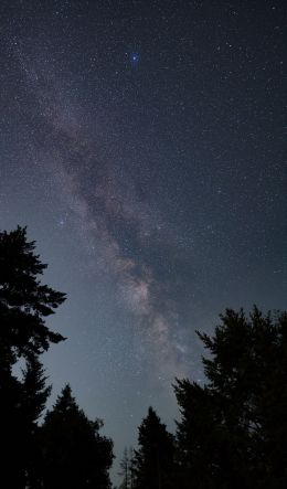 Mount Tamalpais, California, USA Wallpaper 600x1024