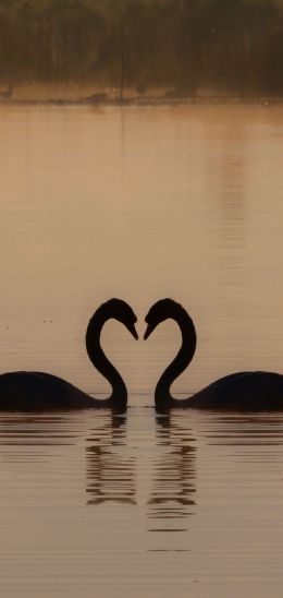 two swans, lake Wallpaper 1080x2280