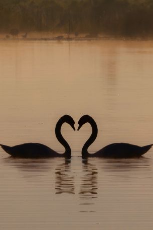 two swans, lake Wallpaper 640x960