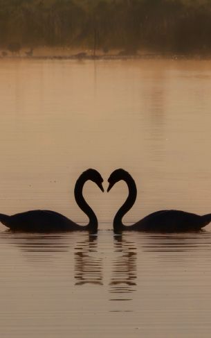 two swans, lake Wallpaper 1752x2800