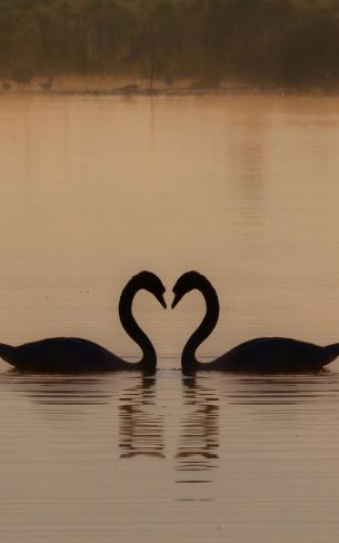 two swans, lake Wallpaper 800x1280