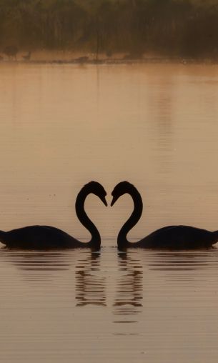 two swans, lake Wallpaper 1200x2000