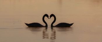 two swans, lake Wallpaper 2560x1080