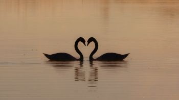 two swans, lake Wallpaper 1366x768