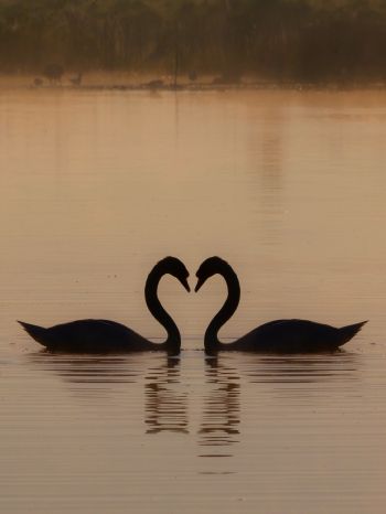 two swans, lake Wallpaper 1536x2048