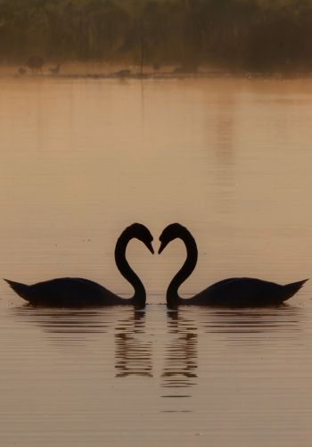 two swans, lake Wallpaper 1668x2388