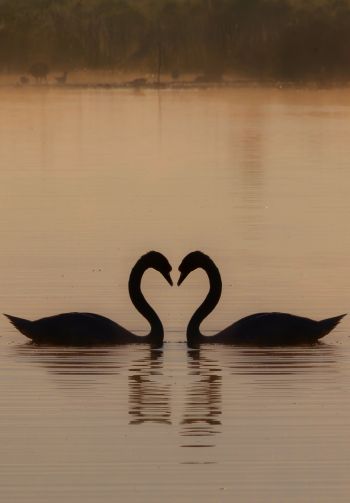 two swans, lake Wallpaper 1640x2360