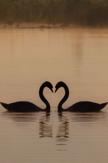 two swans, lake Wallpaper 640x960