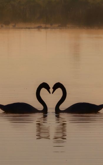 two swans, lake Wallpaper 1752x2800