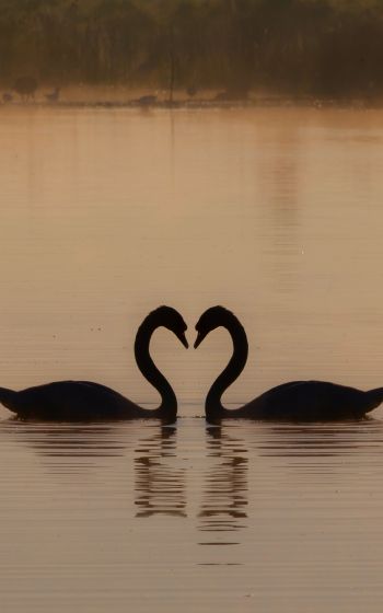 two swans, lake Wallpaper 1600x2560