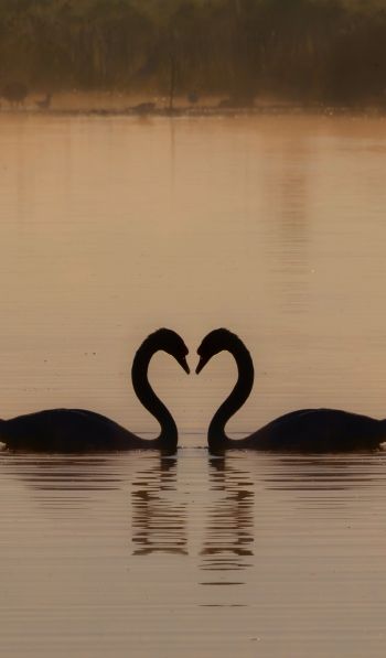 two swans, lake Wallpaper 600x1024