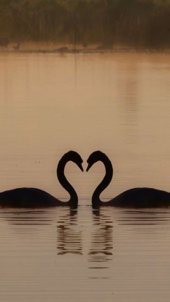 two swans, lake Wallpaper 1440x2560